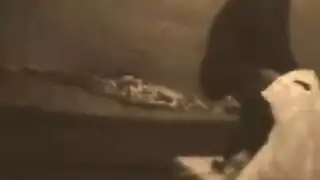 جلسة جنس جماعي صريحة مع قضبان مزيفة ضخمة لثلاث عاهرات